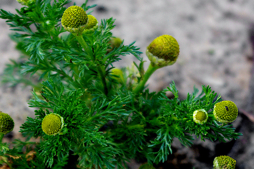Matricaria discoidea, photograph 4