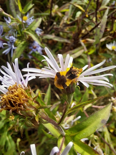 Jagged Ambush Bug