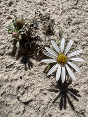 Townsendia incana, photograph (c) Parker James Lloyd, some rights reserved (CC BY)