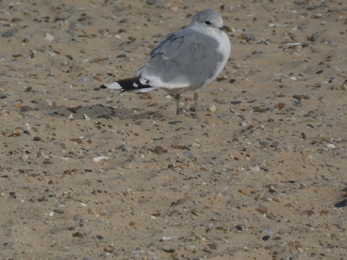 Common Gull