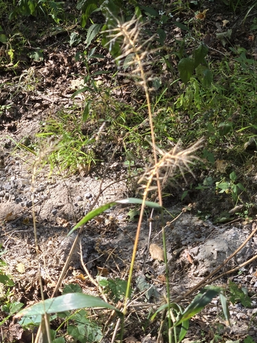 Elymus hystrix, photograph 4
