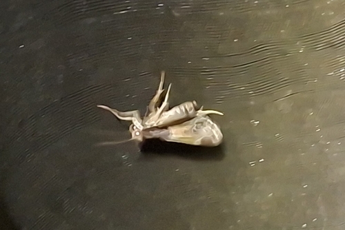 Meal moth