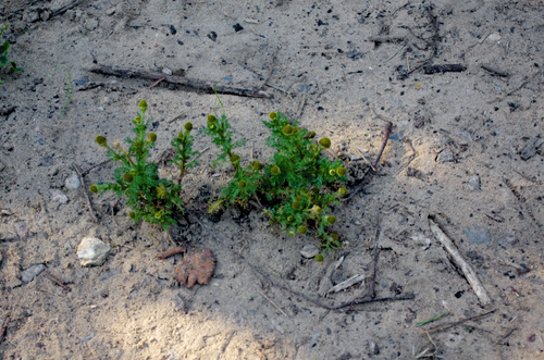 Matricaria discoidea, photograph 2