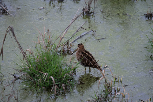 Common Snipe
