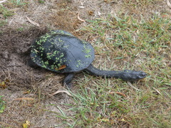Chelodina expansa