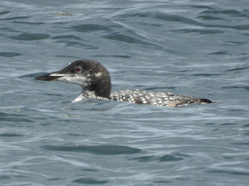 Common Loon