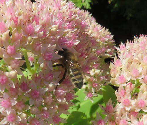 Western Honey Bee