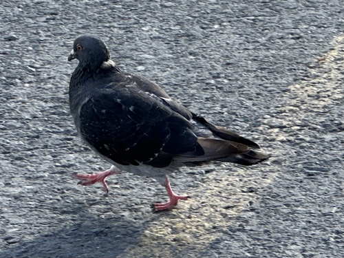 Feral Pigeon