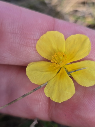 Common Rock-rose