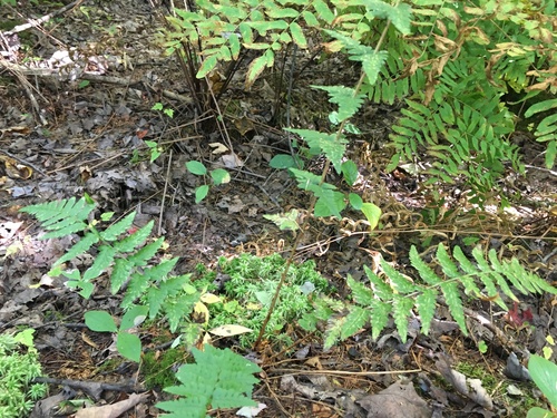 crested wood fern