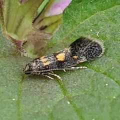 Chrysoesthia sexguttella