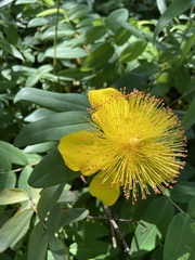Hypericum