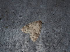 Parasiccia punctilinea