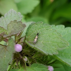 Chrysoesthia sexguttella