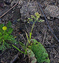Poa annua, photograph (c) Георгий Виноградов (Georgy Vinogradov), some rights reserved (CC BY)