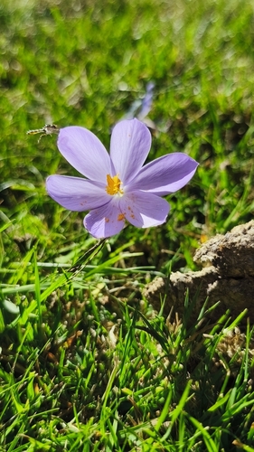Autumn Crocus (Crocus nudiflorus)