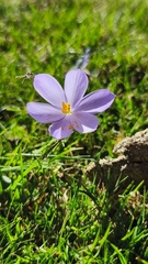 Crocus nudiflorus