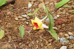 Mandevilla hirsuta