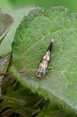 Chrysoesthia sexguttella