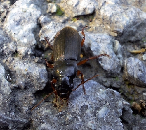 Strawberry Seed Beetle