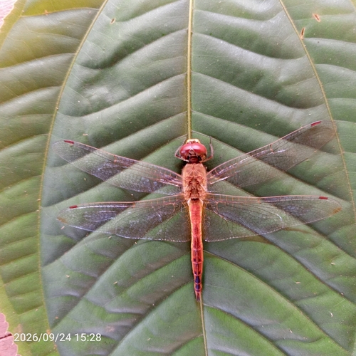 Wandering Glider