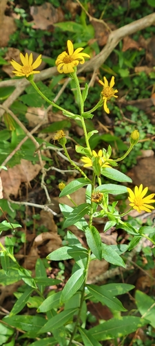 Maryland golden-aster