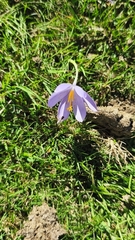 Crocus nudiflorus, photograph (c) ANGEL MARCOS LUENGO BELLO, some rights reserved (CC BY)