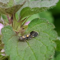 Chrysoesthia sexguttella