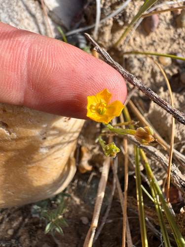 plains flax