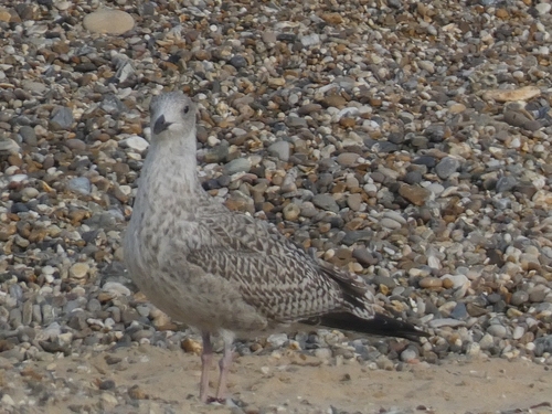 European Herring Gull