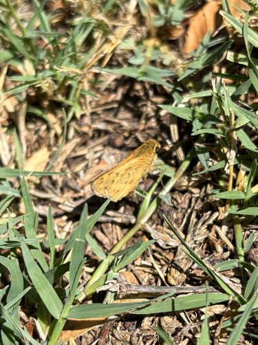 Fiery Skipper