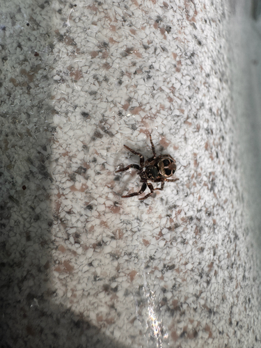 Twin-flagged Jumping Spider