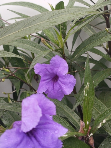 Mexican Ruellia