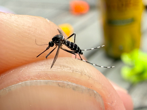 Asian Tiger Mosquito