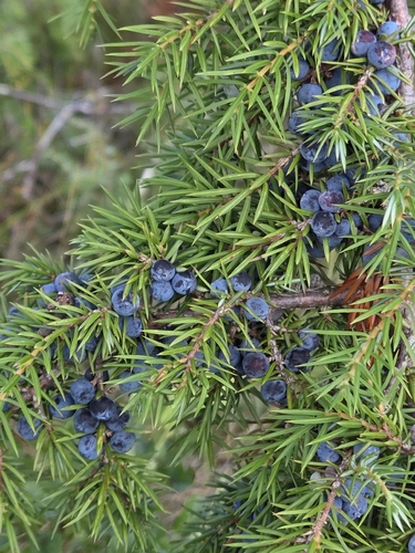 common juniper