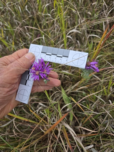 silky aster