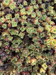 Saxifraga oppositifolia, photograph (c) Matt Berger, some rights reserved (CC BY)