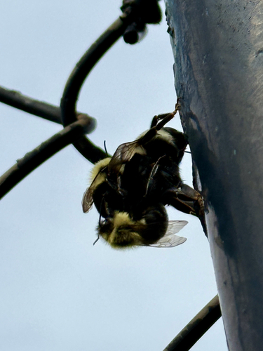 Common Eastern Bumble Bee