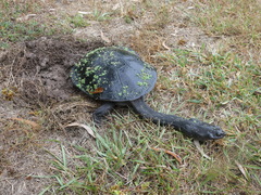 Chelodina expansa