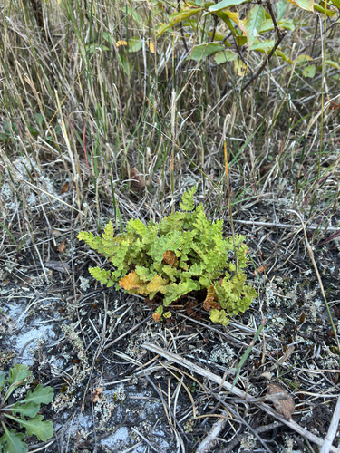 rusty woodsia