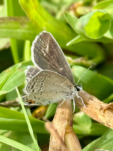 Eastern Tailed-Blue