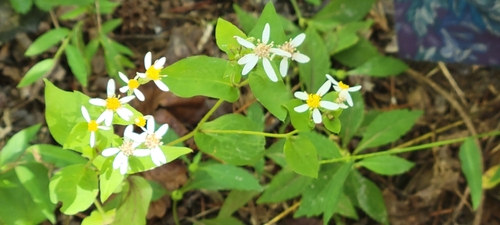 White Wood Aster