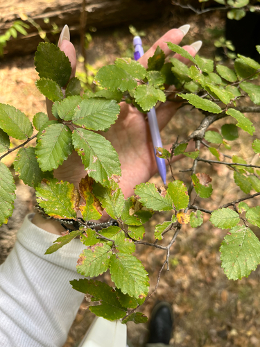 Cedar Elm