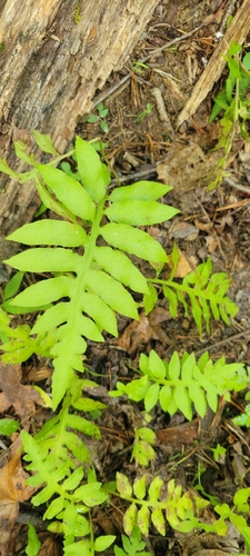 netted chain fern