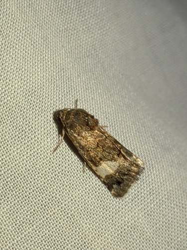 Four-spotted Moth