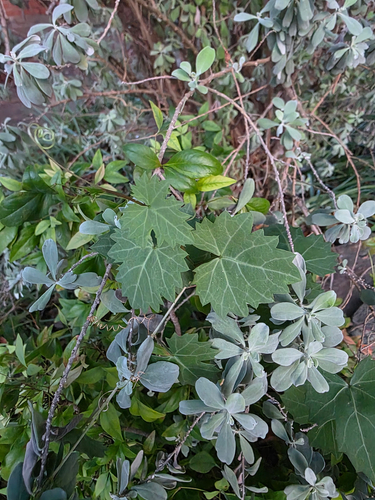 sorrelvine