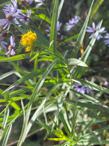 flat-topped goldenrod