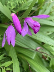 Bletilla striata