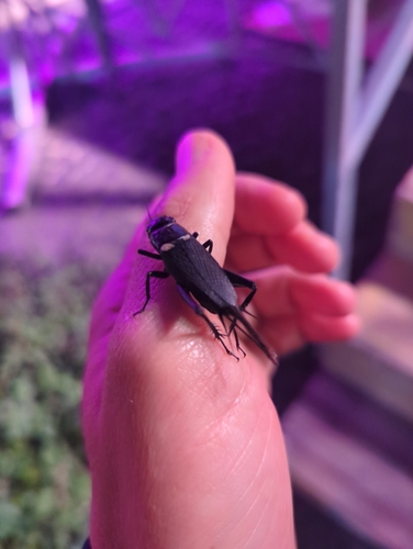 Southern Field Cricket