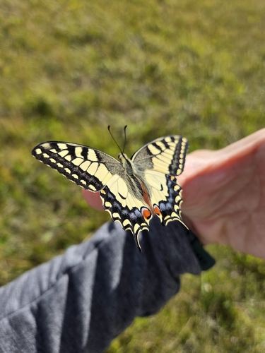 Old World Swallowtail
